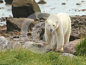 Polar Bear at the shore 1