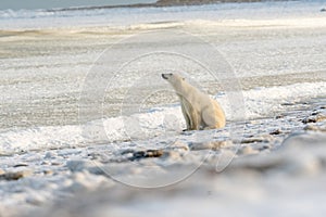 Polar Bear on the shore of Hudson