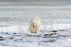 Polar Bear on the shore of Hudson