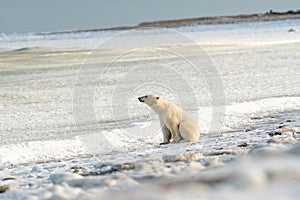 Polar Bear on the shore of Hudson