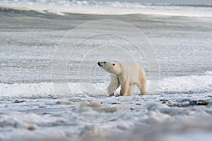 Polar Bear on the shore of Hudson