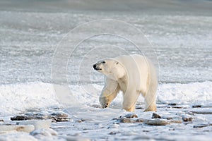 Polar Bear on the shore of Hudson