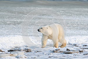 Polar Bear on the shore of Hudson