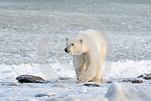 Polar Bear on the shore of Hudson