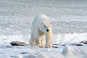 Polar Bear on the shore of Hudson