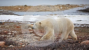 Polar Bear