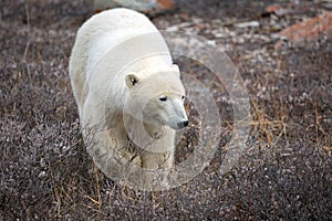 Polar Bear