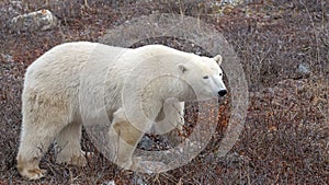 Polar Bear