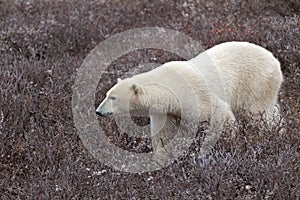 Polárny medveď 