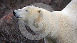 Polar Bear