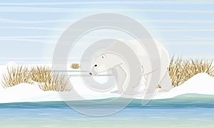 Polar bear on the shore by the sea. Dry grass, snow. Animals of the Arctic Circle