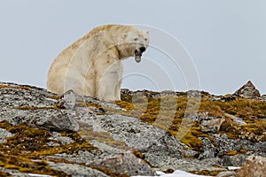 A polar bear sits and yawns on the stony hill photo