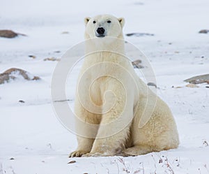 Polar bear sitting in the snow on the tundra. Canada. Churchill National Park.