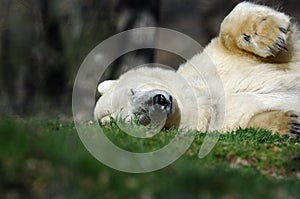 Polar bear sleeping