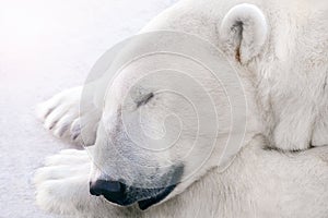 A polar bear sleeps on the ice.