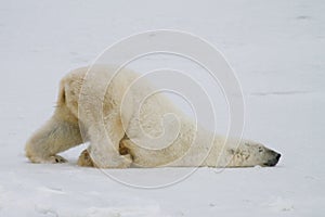 Polar bear slide