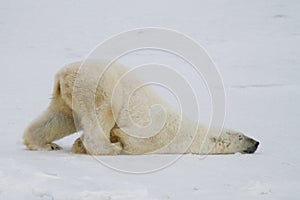 Polar bear slide photo
