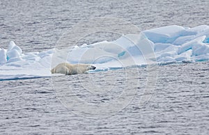 Polar bear slides into cold Arctic water