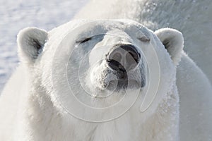 Polar bear smelling