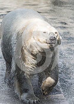 Polar bear smiles and shakes off the water