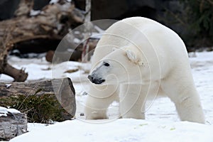 Polar bear in snow