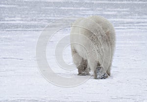 Polar bear in a snow storm
