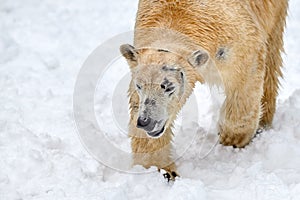 polar bear on snow (Ursus maritimus)