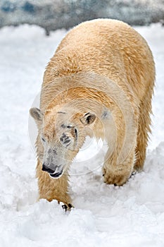 polar bear on snow (Ursus maritimus)