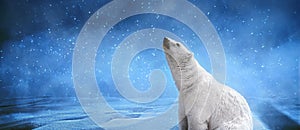 Polar bear on a cold winter night