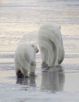 Polar bear sow and cub