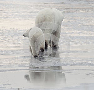 Polar bear sow and cub