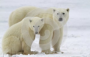 Polar bear sow and cub