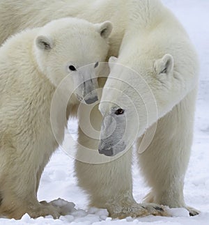 Polar bear sow and cub