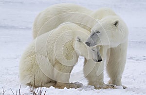 Polar bear sow and cub