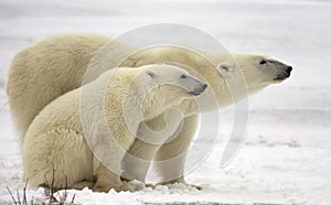 Polar bear sow and cub