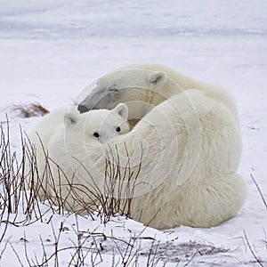 Polar bear sow and cub