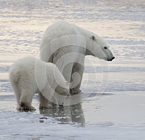 Polar bear sow and cub