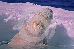 Polar bear in spring ice floe