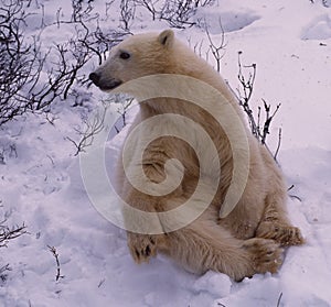 Polar bear in spring ice floe