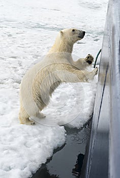 Polar Bear springing on ship\'s hull, Svalbard Archipelago, Norway