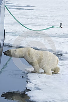 Polar Bear springing on ship\'s hull, Svalbard Archipelago, Norway