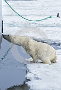 Polar Bear springing on ship\'s hull, Svalbard Archipelago, Norway