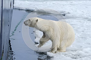 Polar Bear springing on ship\'s hull, Svalbard Archipelago, Norway