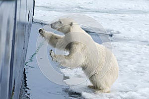 Polar Bear springing on ship\'s hull, Svalbard Archipelago, Norway