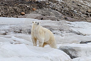The polar bear stand on the ice sheet