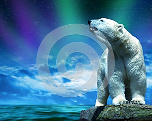 Polar bear stand on the rock in the middle of the sea.