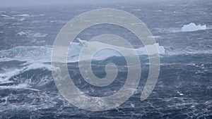 Polar Bear standing on Iceberg in Stormy sea, Svalbard North Pole