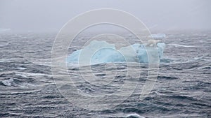 Polar Bear standing on Iceberg in Stormy sea, Svalbard North Pole