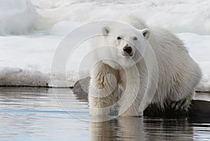 Polar bear stands paws in the water