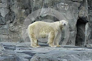 Polar Bear with Stick